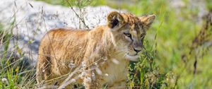 Preview wallpaper lion cub, cub, glance, predator, grass