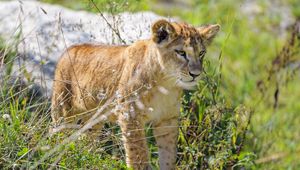 Preview wallpaper lion cub, cub, glance, predator, grass