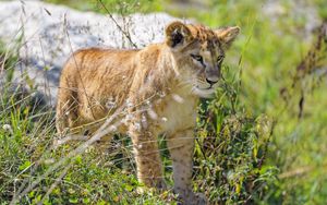 Preview wallpaper lion cub, cub, glance, predator, grass