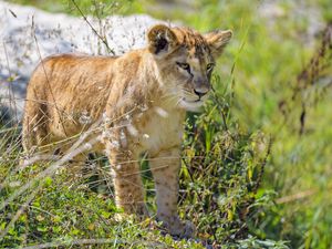 Preview wallpaper lion cub, cub, glance, predator, grass