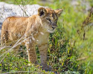 Preview wallpaper lion cub, cub, glance, predator, grass