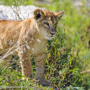 Preview wallpaper lion cub, cub, glance, predator, grass