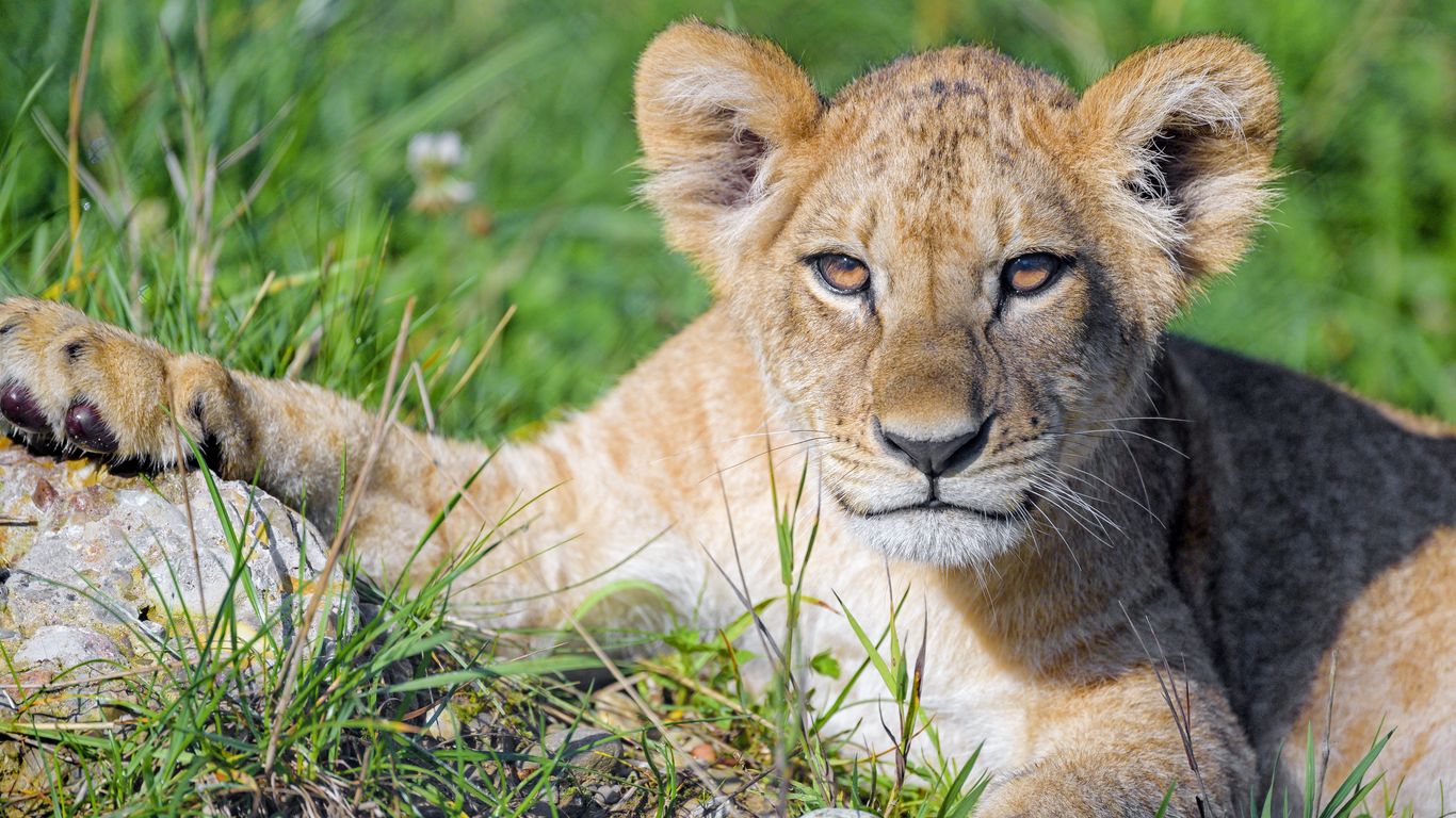 Download wallpaper 1366x768 lion cub, cub, glance, predator, cat tablet