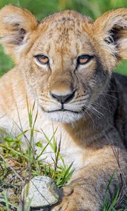 Preview wallpaper lion cub, cub, glance, predator, cat