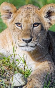 Preview wallpaper lion cub, cub, glance, predator, cat