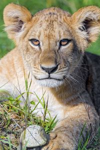 Preview wallpaper lion cub, cub, glance, predator, cat