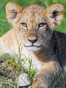 Preview wallpaper lion cub, cub, glance, predator, cat