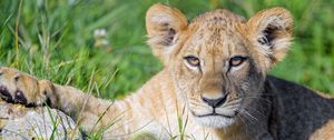 Preview wallpaper lion cub, cub, glance, predator, cat