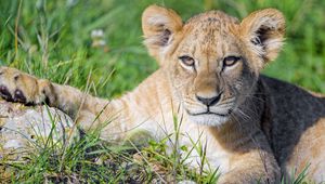 Preview wallpaper lion cub, cub, glance, predator, cat