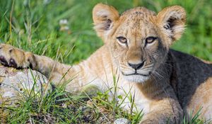 Preview wallpaper lion cub, cub, glance, predator, cat