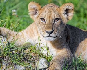 Preview wallpaper lion cub, cub, glance, predator, cat