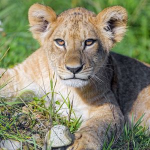 Preview wallpaper lion cub, cub, glance, predator, cat