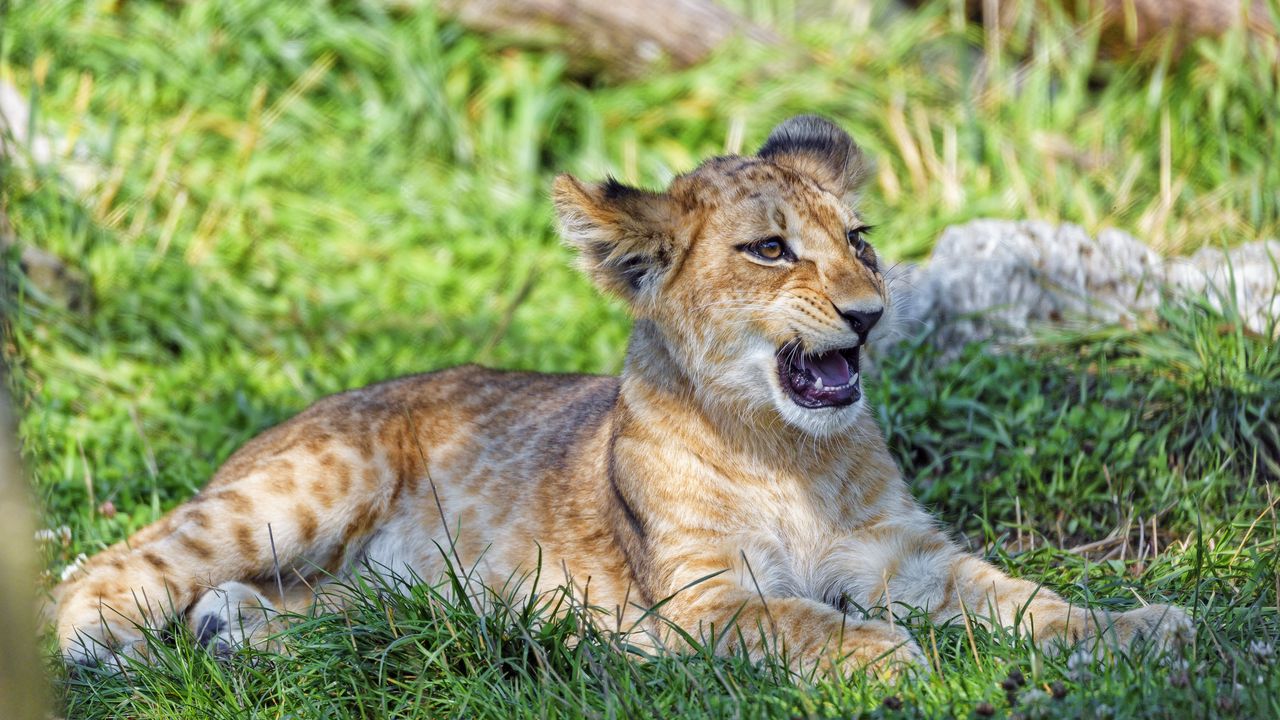Wallpaper lion cub, cub, glance, predator, mouth