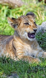 Preview wallpaper lion cub, cub, glance, predator, mouth
