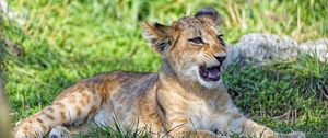 Preview wallpaper lion cub, cub, glance, predator, mouth