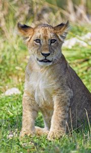 Preview wallpaper lion cub, cub, glance, grass, predator