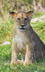 Preview wallpaper lion cub, cub, glance, grass, predator