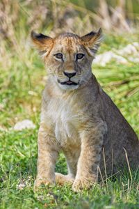 Preview wallpaper lion cub, cub, glance, grass, predator