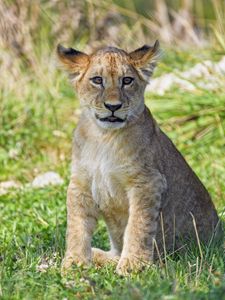 Preview wallpaper lion cub, cub, glance, grass, predator