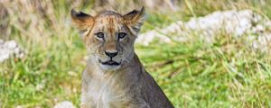 Preview wallpaper lion cub, cub, glance, grass, predator