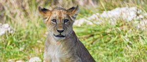 Preview wallpaper lion cub, cub, glance, grass, predator