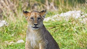 Preview wallpaper lion cub, cub, glance, grass, predator