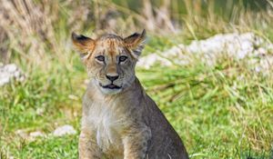 Preview wallpaper lion cub, cub, glance, grass, predator