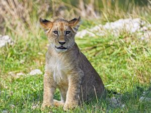 Preview wallpaper lion cub, cub, glance, grass, predator