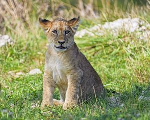 Preview wallpaper lion cub, cub, glance, grass, predator