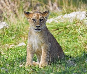 Preview wallpaper lion cub, cub, glance, grass, predator