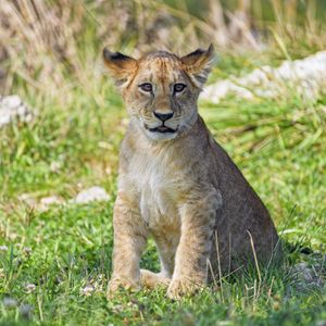 Preview wallpaper lion cub, cub, glance, grass, predator
