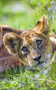 Preview wallpaper lion cub, cub, glance, predator, funny