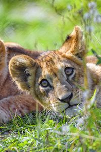 Preview wallpaper lion cub, cub, glance, predator, funny