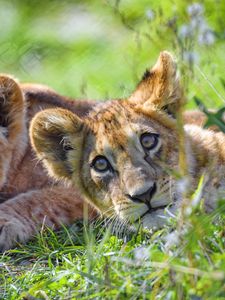 Preview wallpaper lion cub, cub, glance, predator, funny