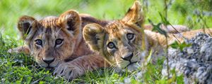 Preview wallpaper lion cub, cub, glance, predator, funny