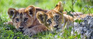 Preview wallpaper lion cub, cub, glance, predator, funny