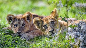 Preview wallpaper lion cub, cub, glance, predator, funny