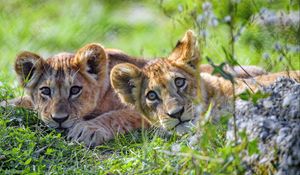 Preview wallpaper lion cub, cub, glance, predator, funny