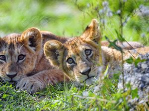 Preview wallpaper lion cub, cub, glance, predator, funny
