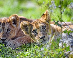 Preview wallpaper lion cub, cub, glance, predator, funny