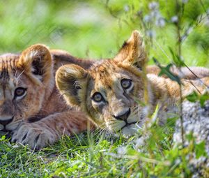 Preview wallpaper lion cub, cub, glance, predator, funny