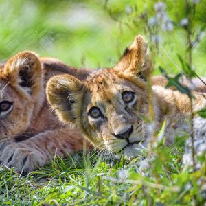 Preview wallpaper lion cub, cub, glance, predator, funny