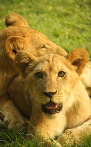 Preview wallpaper lion cub, cub, grass