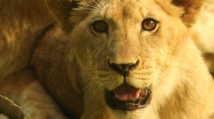 Preview wallpaper lion cub, cub, grass