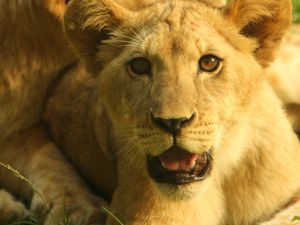 Preview wallpaper lion cub, cub, grass