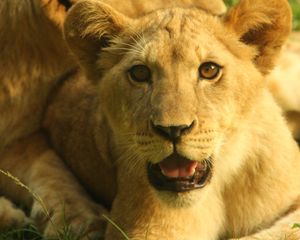 Preview wallpaper lion cub, cub, grass