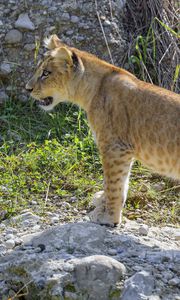 Preview wallpaper lion cub, cub, grass, animal