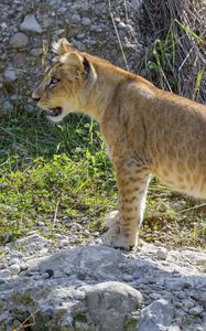 Preview wallpaper lion cub, cub, grass, animal