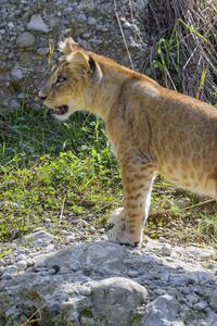 Preview wallpaper lion cub, cub, grass, animal