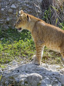 Preview wallpaper lion cub, cub, grass, animal